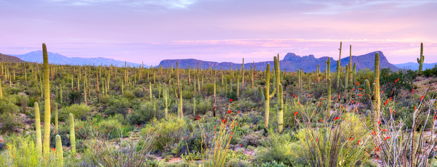 18646_4134_Northwest AZ Landscape Image